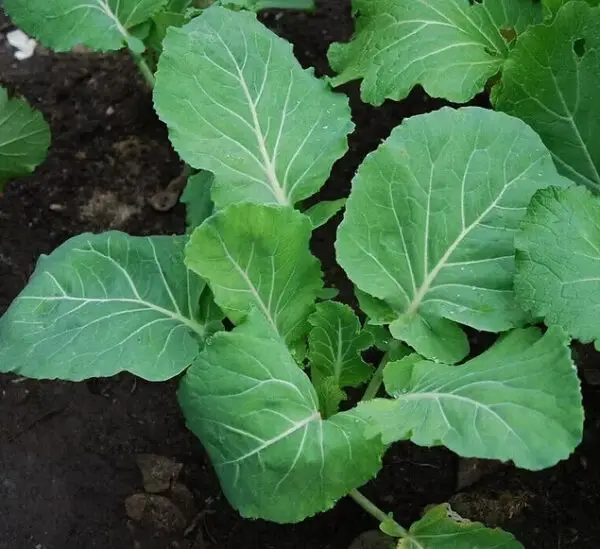 Covo Rugare Hybrid (1000 Seeds)