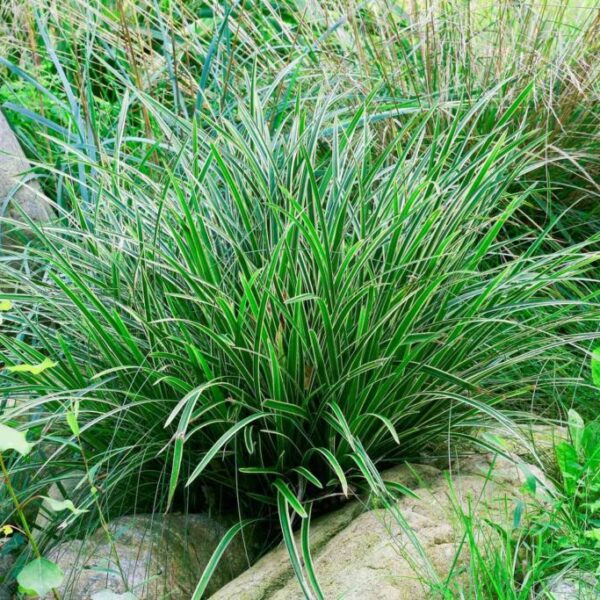 Perrenial (1KG)