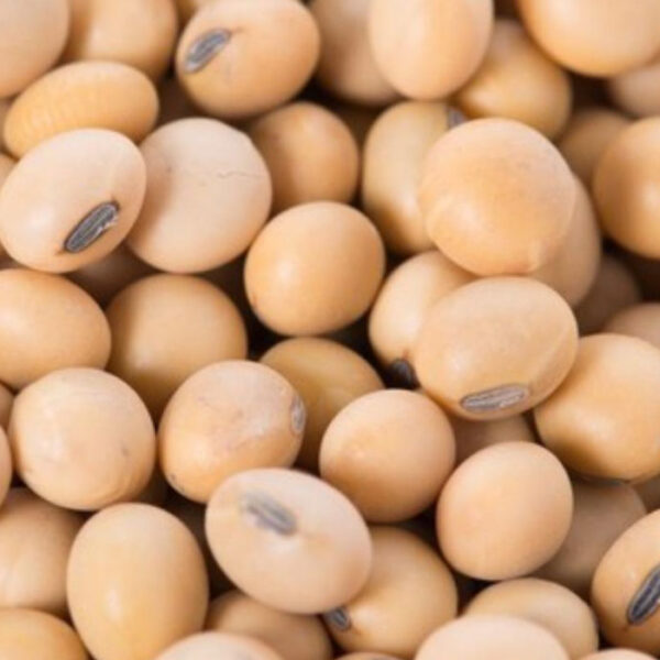 Soya Bean Seeds (25KG)