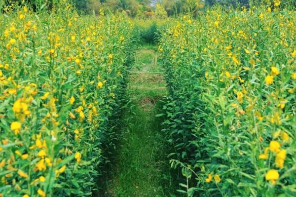 Sunhemp (1KG)