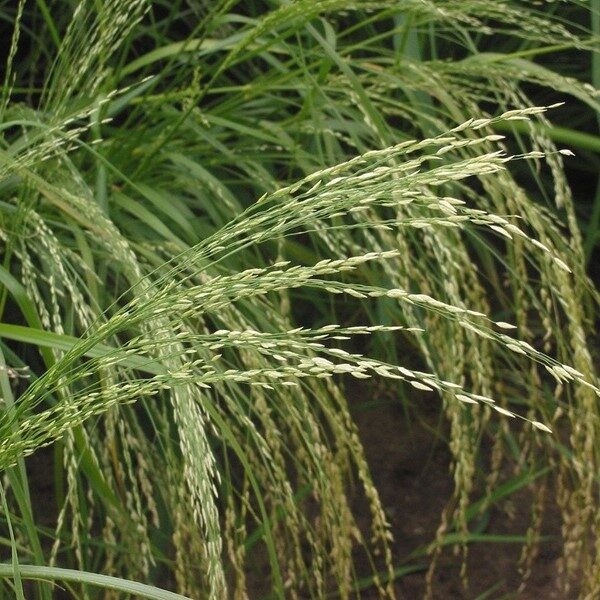 Teff (1KG)